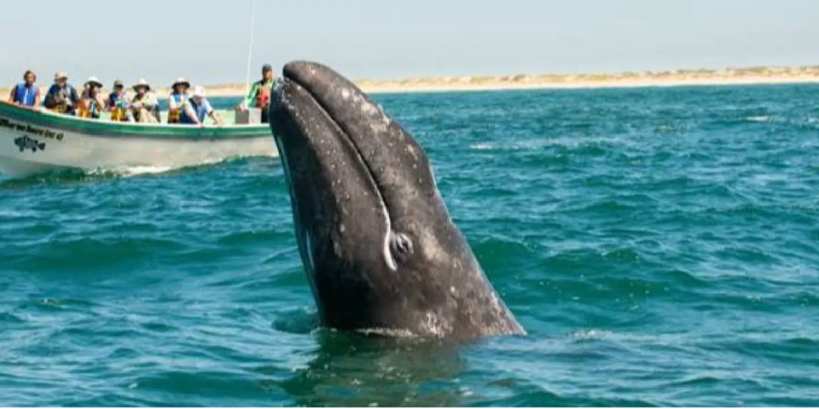 Baja California Whale Watching: A Seasonal Adventure